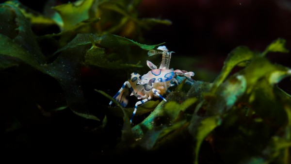 harlequin shrimp 2 by Michael Brown